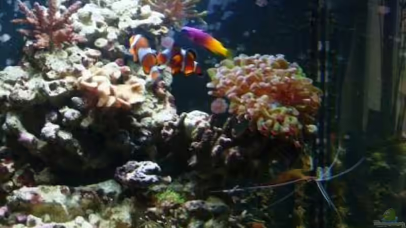 Aquarium Becken 12980 von andi1 (14)