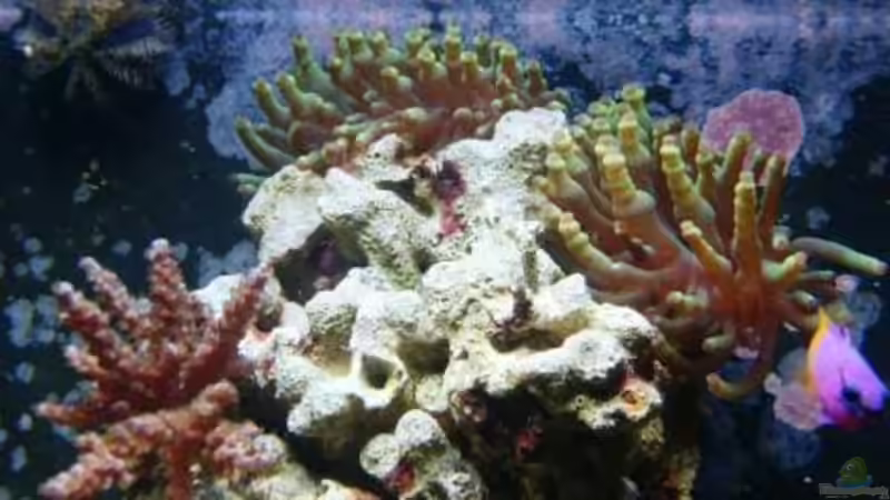 Aquarium Becken 12980 von andi1 (17)