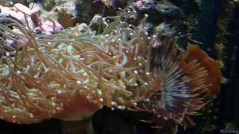 Aquarium Becken 12980 von andi1 (18)