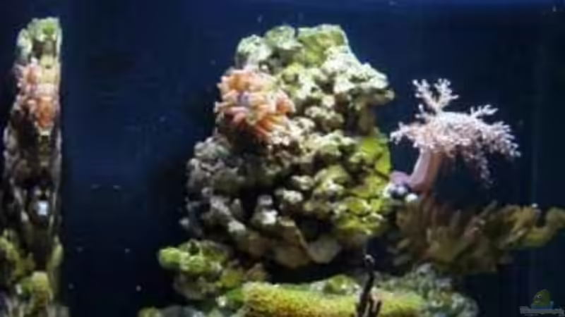 Aquarium Becken 12980 von andi1 (3)