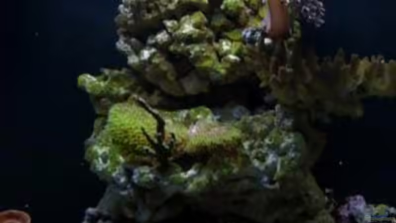 Aquarium Becken 12980 von andi1 (5)