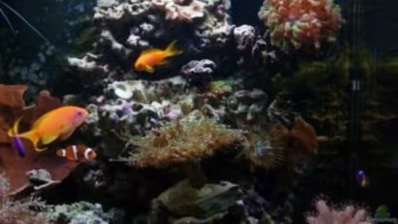 Aquarium Becken 12980 von andi1 (7)