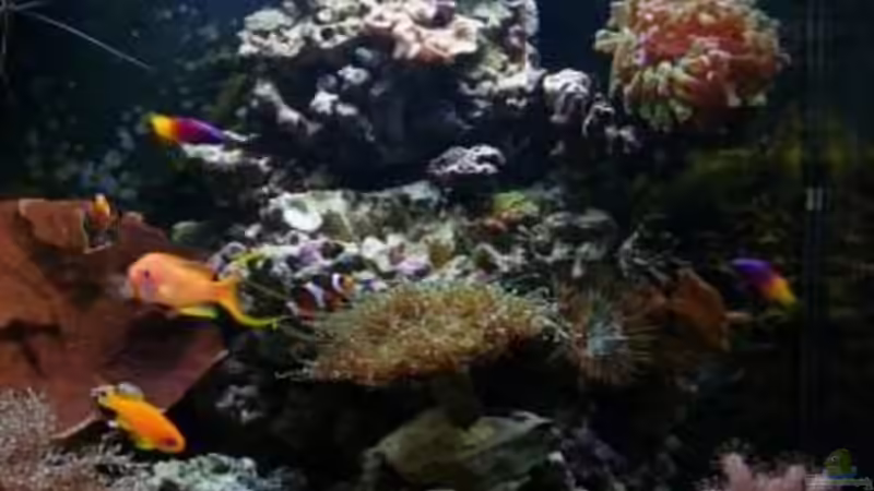 Aquarium Becken 12980 von andi1 (8)