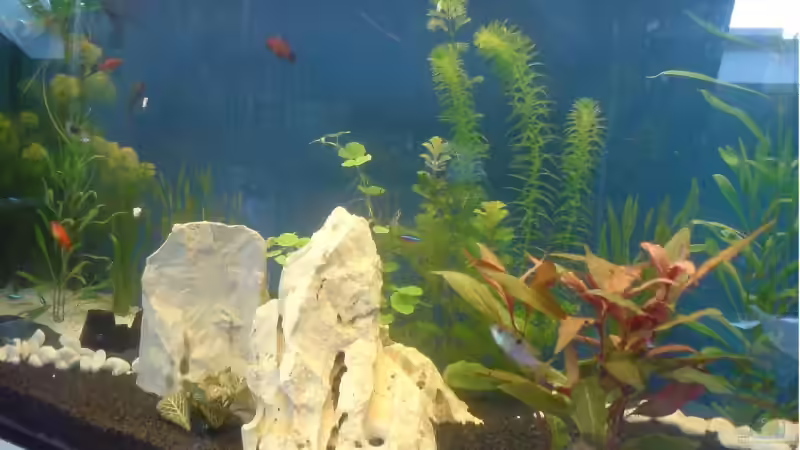 Aquarium Becken 12996 von Jan Wilhelm (3)