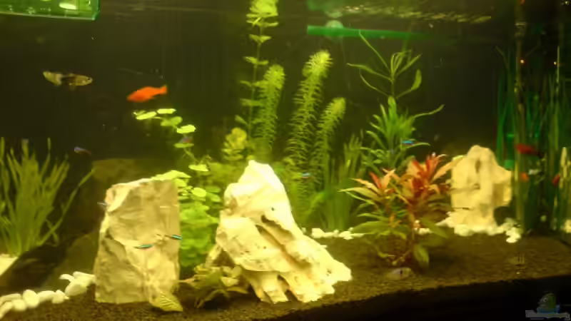 Aquarium Becken 12996 von Jan Wilhelm (4)