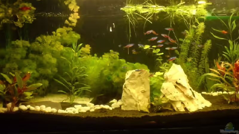 Aquarium Becken 12996 von Jan Wilhelm (5)