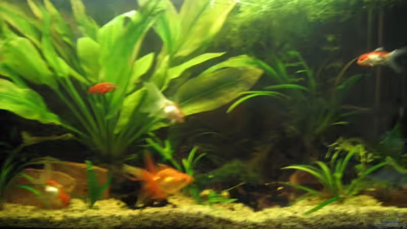 Aquarium Becken 12997 von Goldy (2)