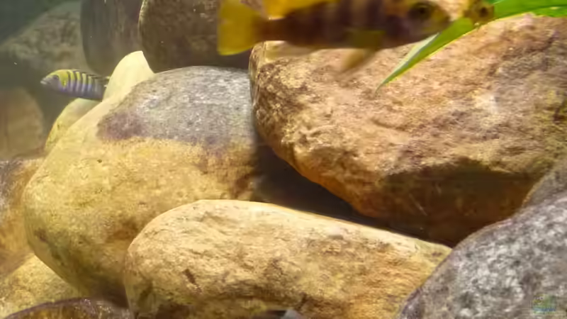 Aquarium Becken 13000 von Chimbwe (3)