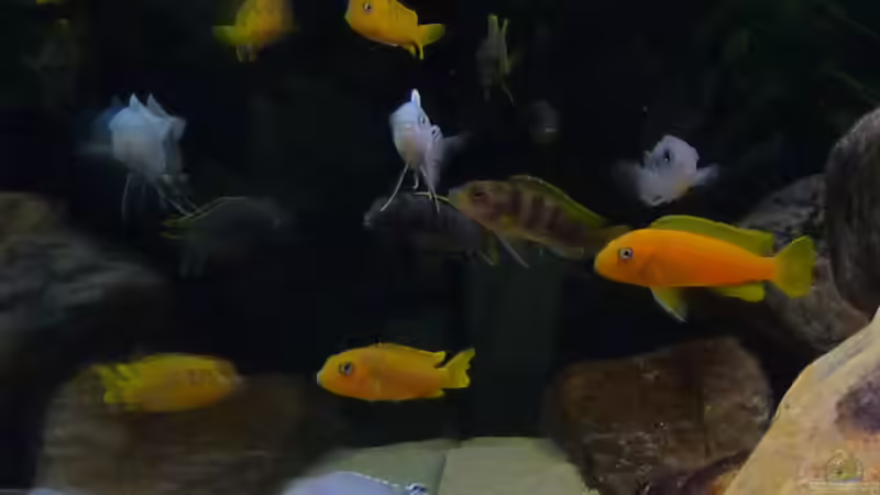 Aquarium Becken 13000 von Chimbwe (6)