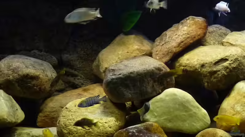 Aquarium Becken 13000 von Chimbwe (7)