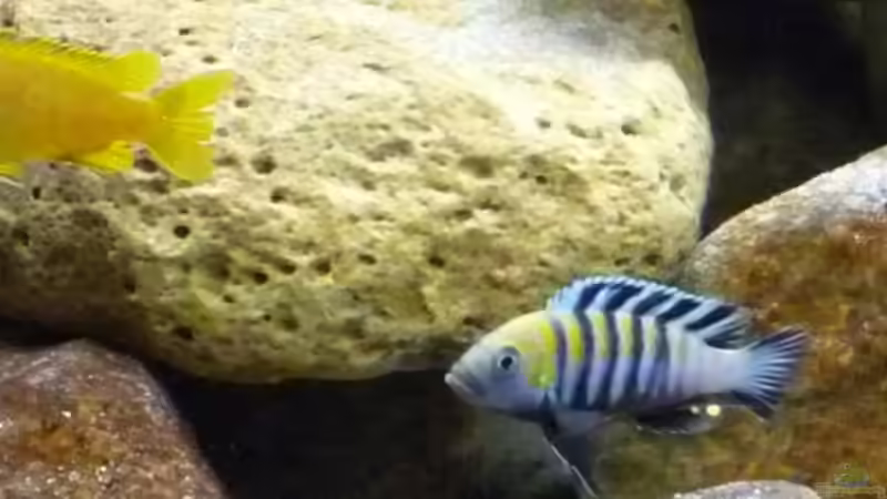 Aquarium Becken 13000 von Chimbwe (8)