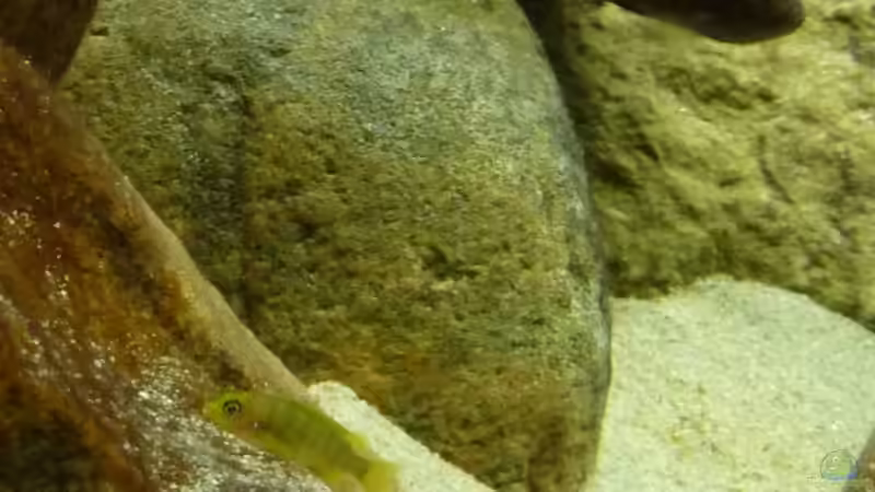 Aquarium Becken 13000 von Chimbwe (9)