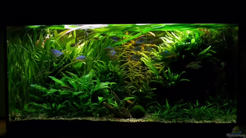 Aquarium Becken 13015 von Der Analyst (2)