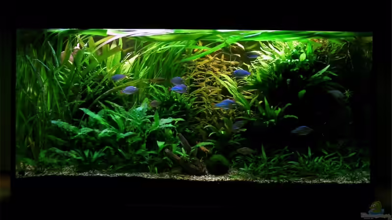 Aquarium Becken 13015 von Der Analyst (4)