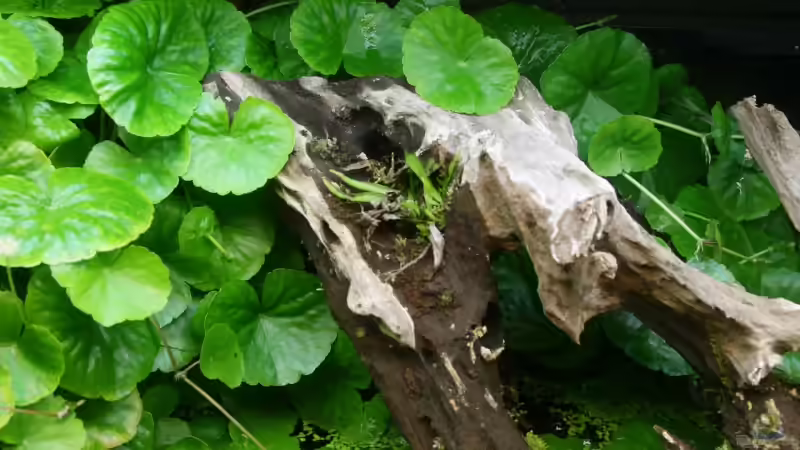 Aquarium Becken 13016 von Martin G. (2)