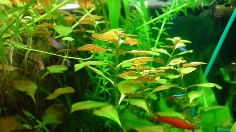 Aquarium Becken 13037 von ThomasS. (4)