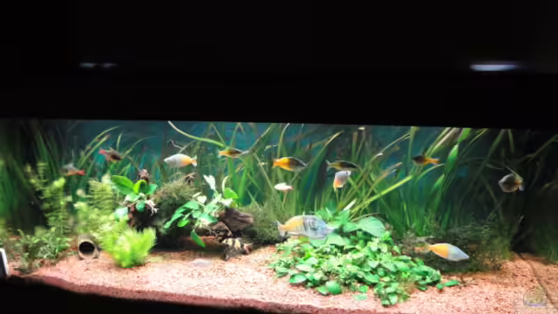 Aquarium Becken 13041 von Günther Kopf (10)