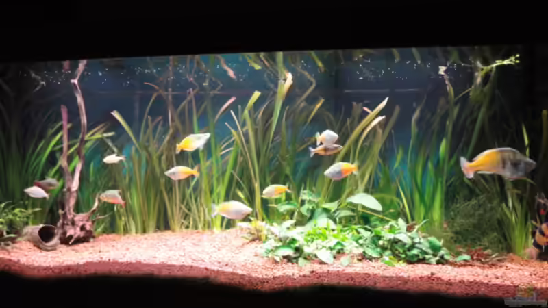 Aquarium Becken 13041 von Günther Kopf (12)