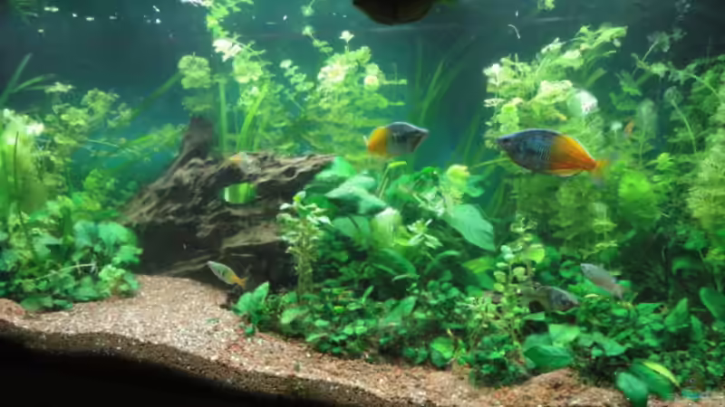 Aquarium Becken 13041 von Günther Kopf (2)