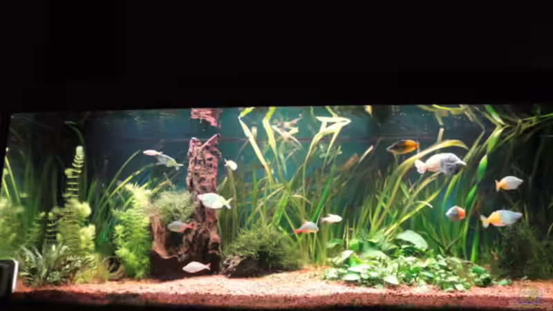 Aquarium Becken 13041 von Günther Kopf (3)