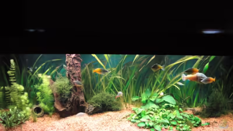 Aquarium Becken 13041 von Günther Kopf (4)