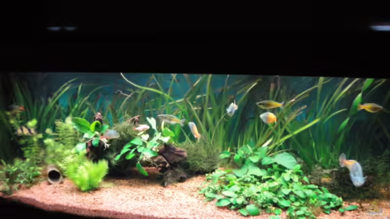 Aquarium Becken 13041 von Günther Kopf (6)