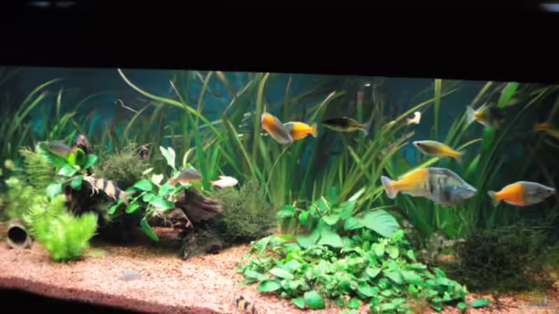 Aquarium Becken 13041 von Günther Kopf (8)