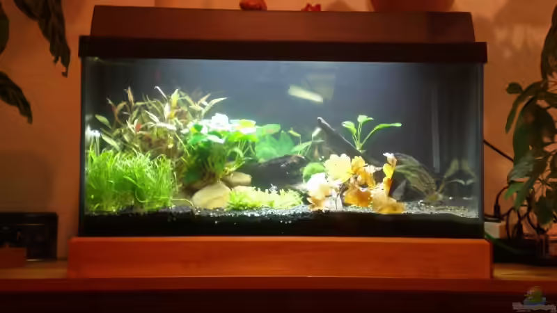 Aquarium Becken 13042 von Muschelknacker (2)