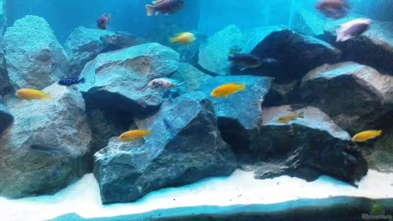 Aquarium Becken 13044 von Alex1981 (4)