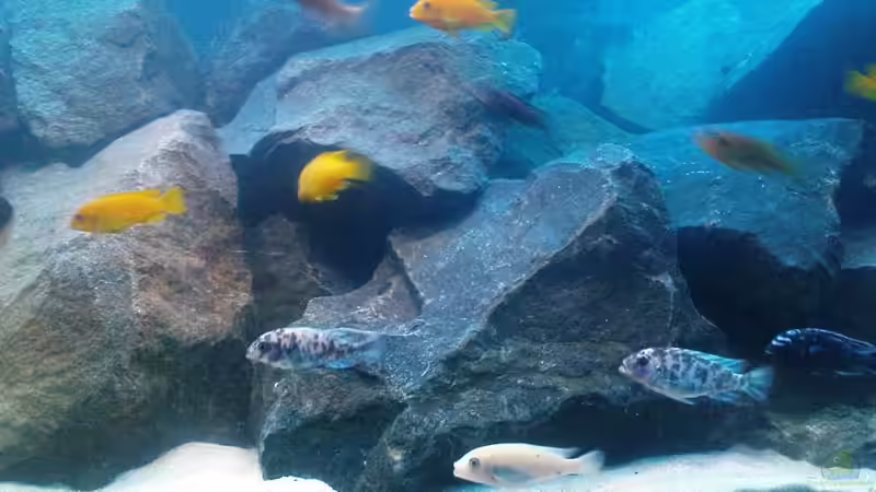 Aquarium Becken 13044 von Alex1981 (6)