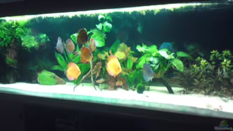 Aquarium Becken 13066 von SINAN (11)