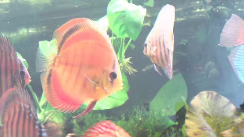 Aquarium Becken 13066 von SINAN (2)