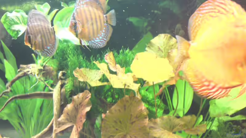 Aquarium Becken 13066 von SINAN (4)