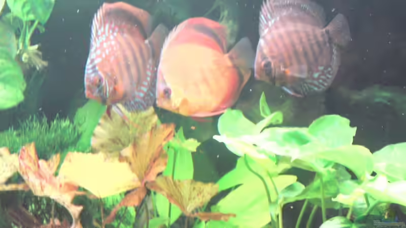 Aquarium Becken 13066 von SINAN (5)