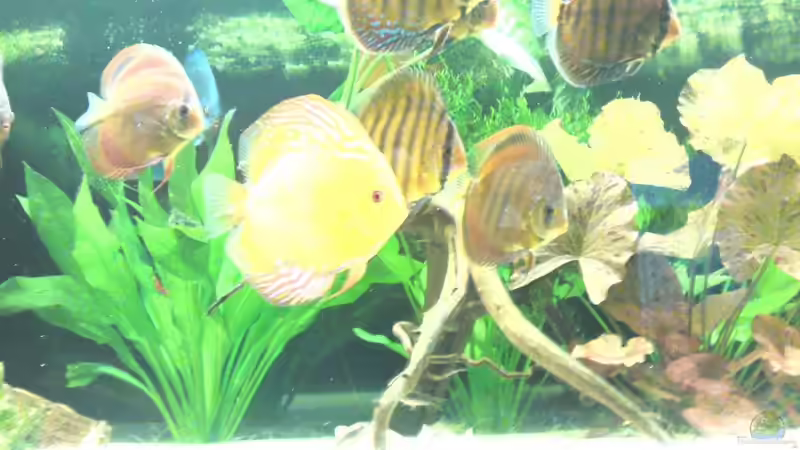 Aquarium Becken 13066 von SINAN (7)