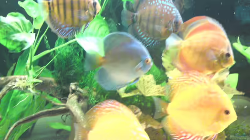 Aquarium Becken 13066 von SINAN (8)