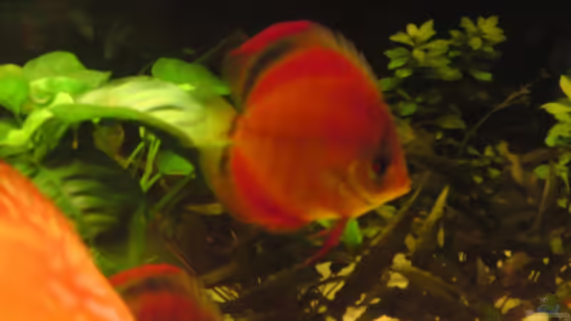 Aquarium Becken 13066 von SINAN (9)