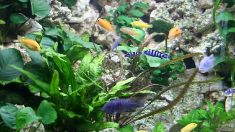 Aquarium Becken 13084 von Demasoni Fan (4)