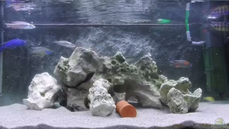 Aquarium Becken 13112 von Thema-3l-V6 (2)