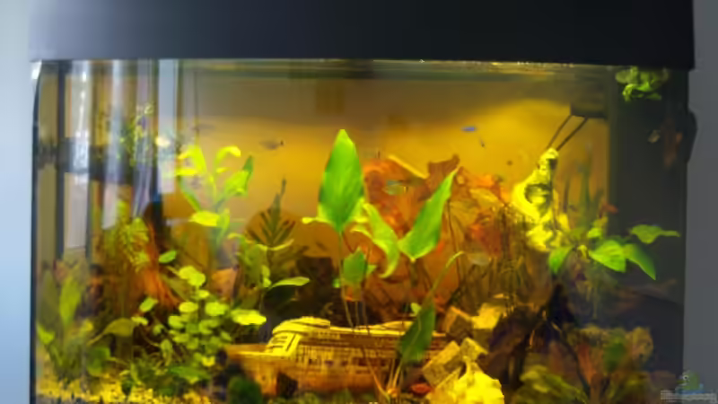 Aquarium Becken 13134 von El eunotus (2)