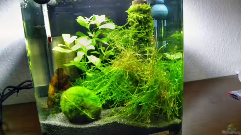 Aquarium Becken 13157 von Susi (2)