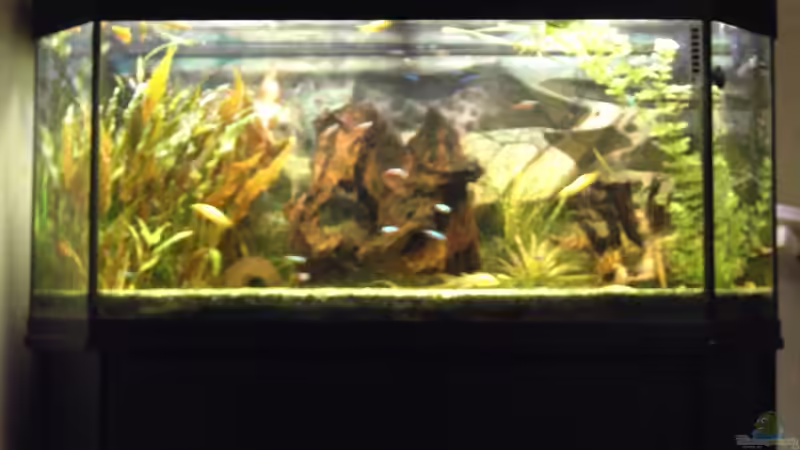 Aquarium Becken 1316 von Christian Horn (3)