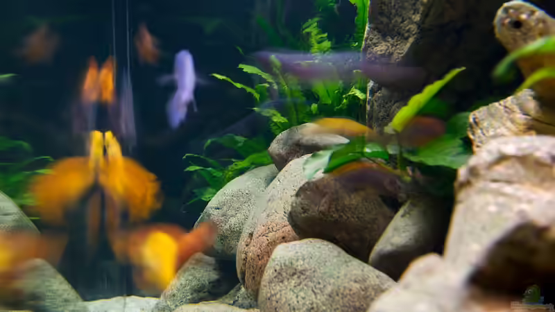 Aquarium Becken 13164 von Beni (8)