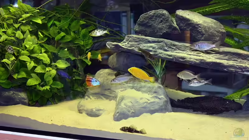 Aquarium Becken 13171 von wakito (2)