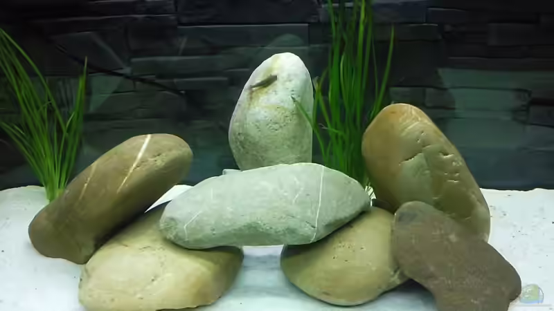 Aquarium Becken 13190 von pikespik (4)