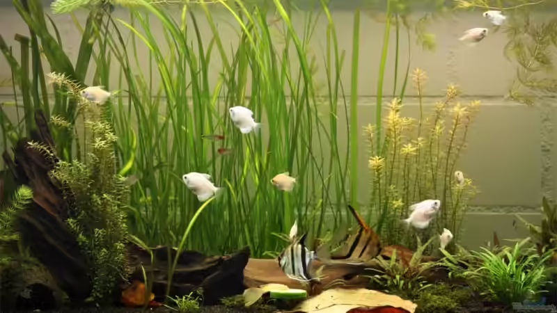 Aquarium Becken 13197 von Lewino (2)