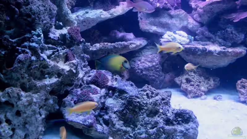 Aquarium Becken 13239 von meerwasser-gb (6)