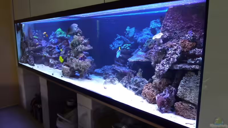 Aquarium Becken 13239 von meerwasser-gb (7)