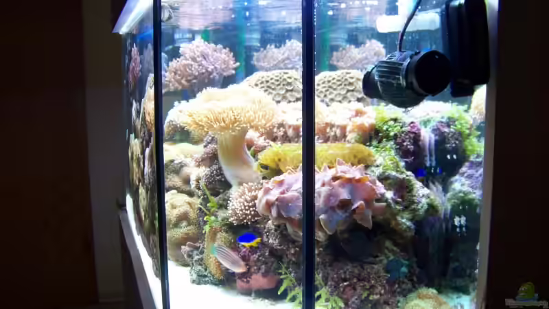 Aquarium Becken 13240 von Rudolf Erni (3)