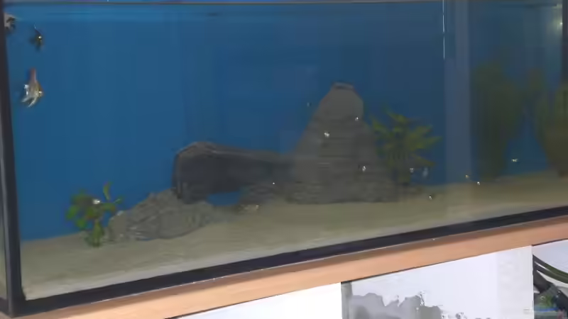 Aquarium Becken 13245 von Jan Neumann (2)